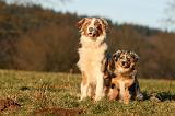 BERGER AUSTRALIEN - ADULT & PUPPY 092